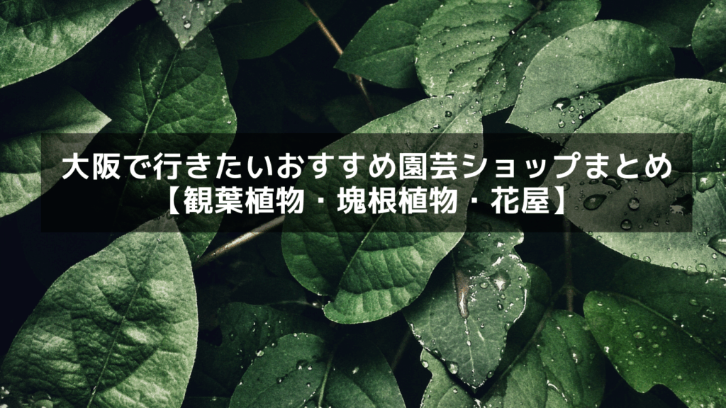 大阪で行きたいおすすめ園芸ショップまとめ【観葉植物・塊根植物・花屋】